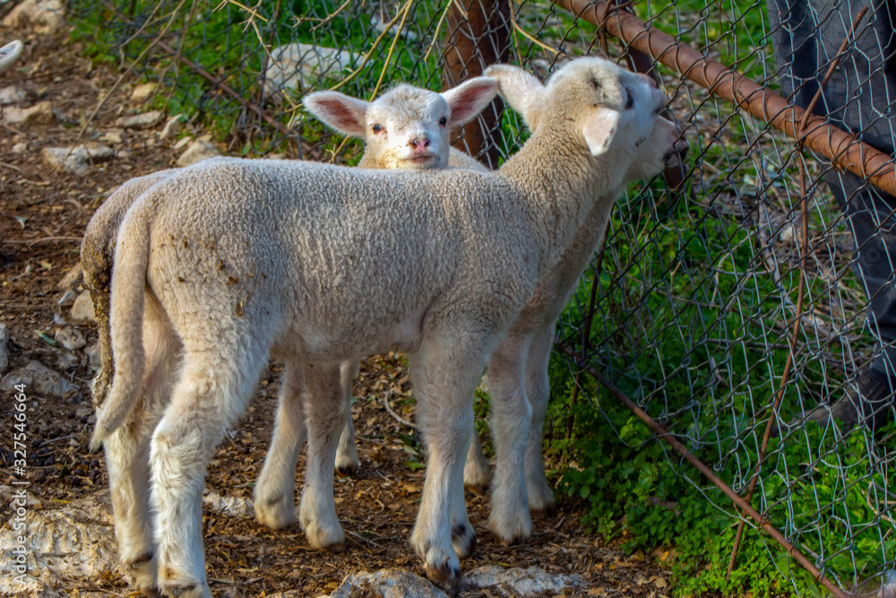 Obraz premium Cute little lambs during sunrise