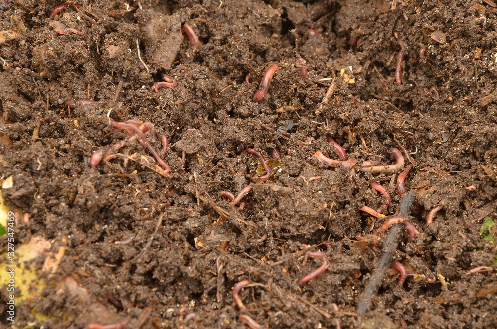 Червь Старатель Купить