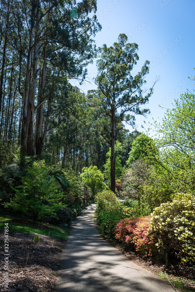 Fototapeta premium road in the forest