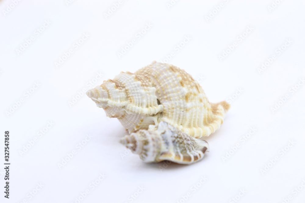 seashell white background picture of the sea seashell white background picture of the sea