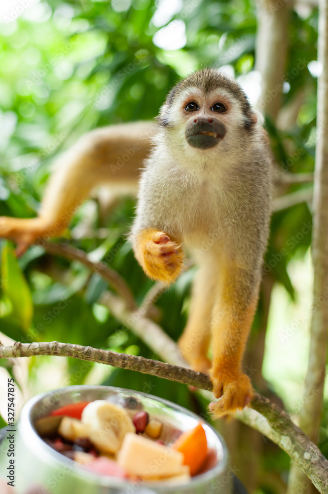 Obraz premium A common squirrel monkey playing in the trees