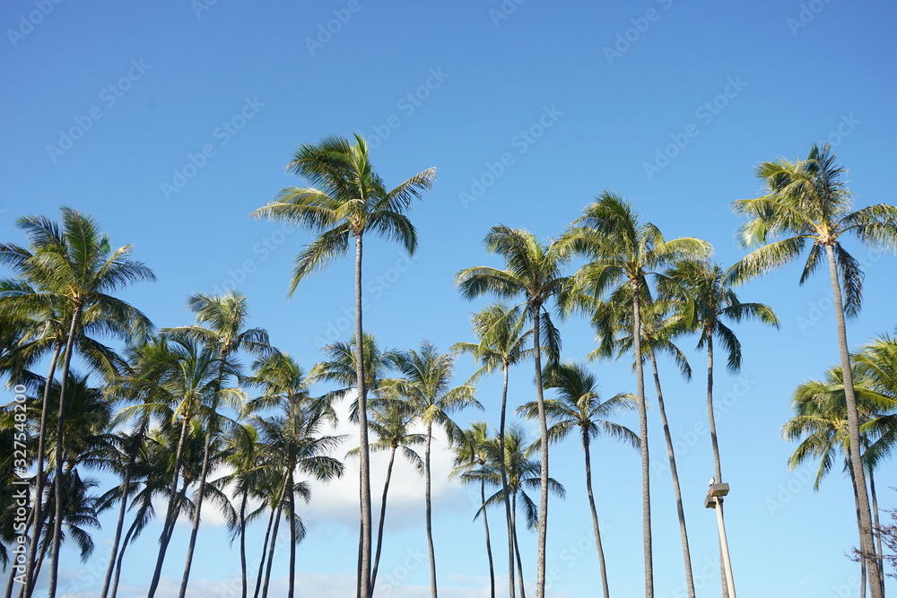 palm trees against blue sky