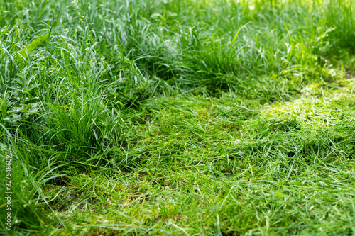 Pile of green freshly mowed tall grass at backyard or city park. Lawn trimming service and garden maintenance concept. Tick or mite spreading danger prevention