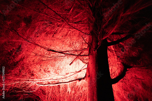 night time winter tree illuminated by red light