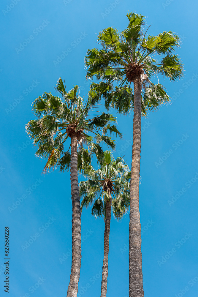 Fototapeta premium Palm Trees In California State