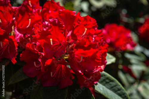 red rose in the garden