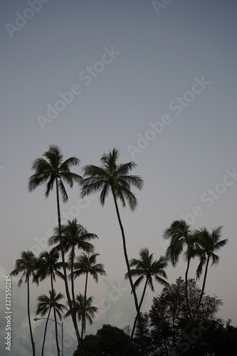 palm trees on background of gray sky