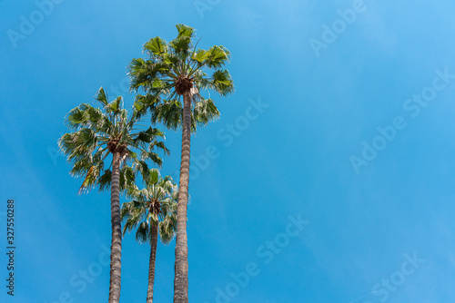 Palm Trees In California State