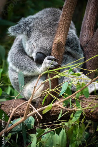 Photography Koala sleeping in eucalyptus tree in Queensland