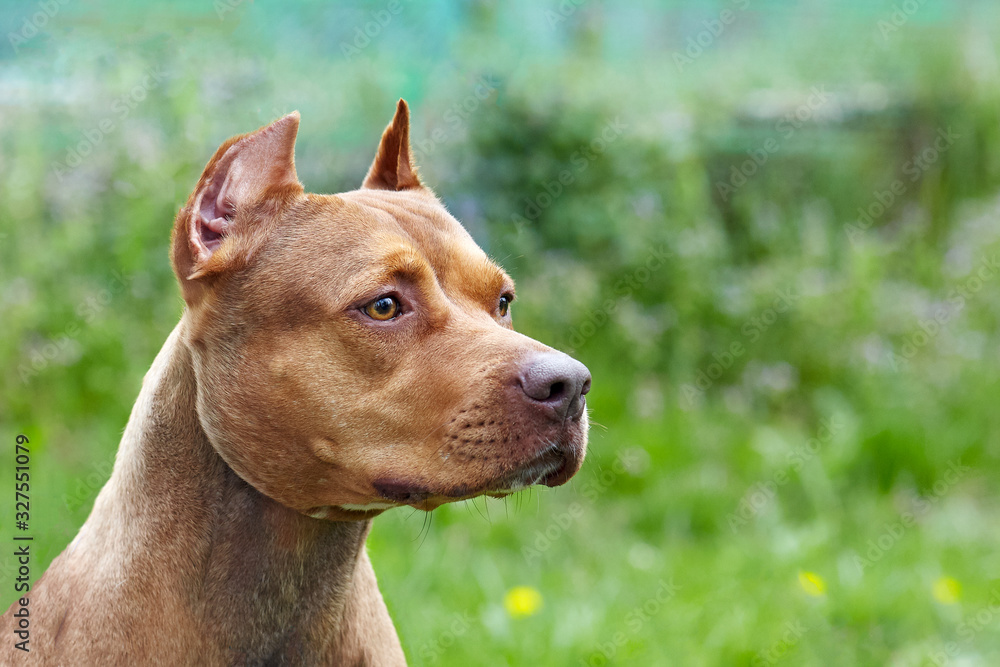 Beautiful ginger dog of american pitbull terrier breed, profile portrait of red female with old-fashioned ear cut. Serious wisdom look, green grass background, outdoors, copy space.