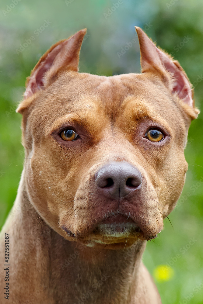 Beautiful ginger dog of american pitbull terrier breed, close-up portrait of red female with old-fashioned ear cut. Serious wisdom look right to the camera with eyes focus, outdoors, copy space.