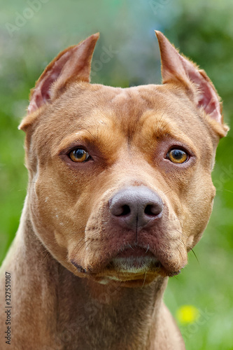 Beautiful ginger dog of american pitbull terrier breed, close-up portrait of red female with old-fashioned ear cut. Serious wisdom look right to the camera with eyes focus, outdoors, copy space.