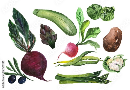 Fresh vegetables hand drawn watercolor illustrations set