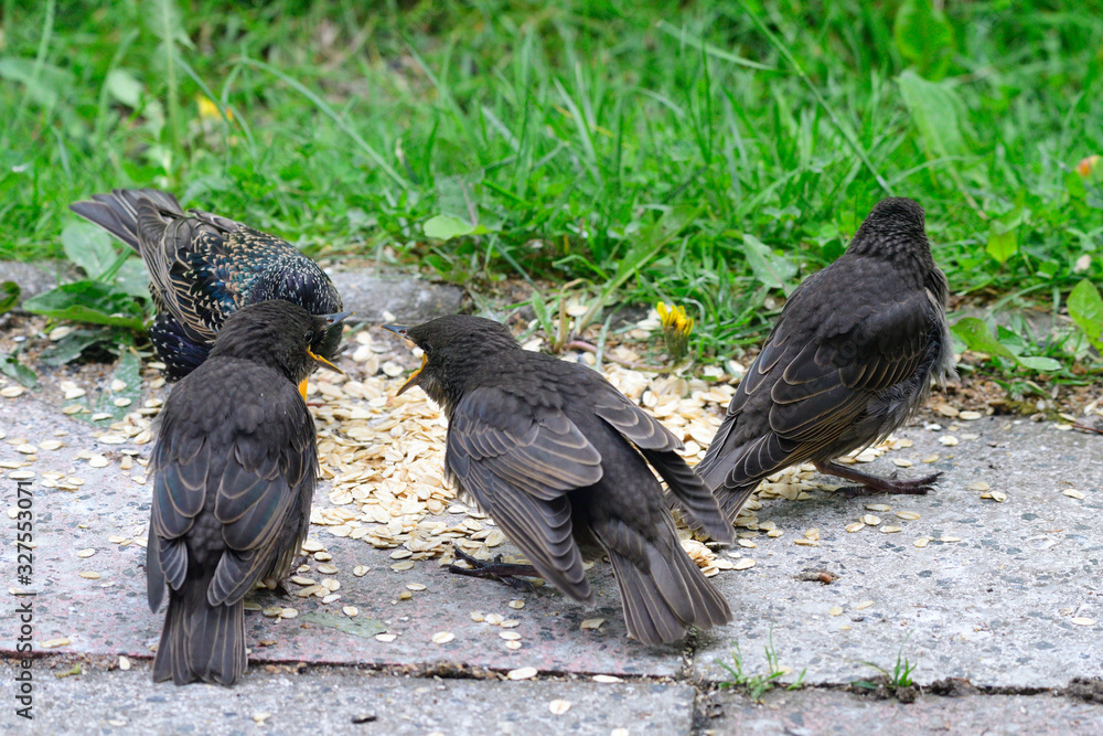 Obraz premium Junge Stare betteln um Futter