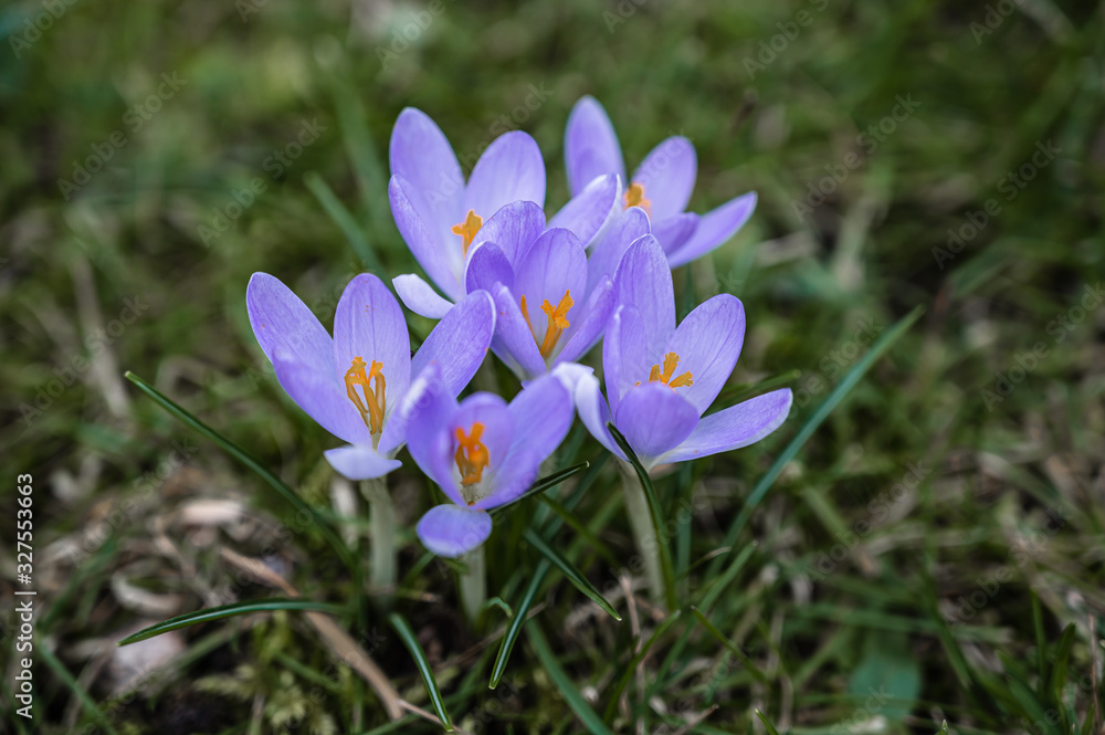Crocus bloom in purple on a green meadow in spring sunshine Crocus bloom in purple on a green meadow in spring sunshine