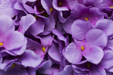Close up purple blooming flowers