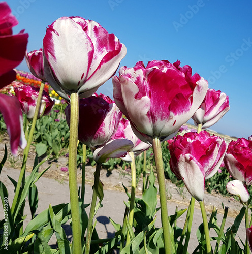 Tulipa Jonqueres, Tulpenbluete photo