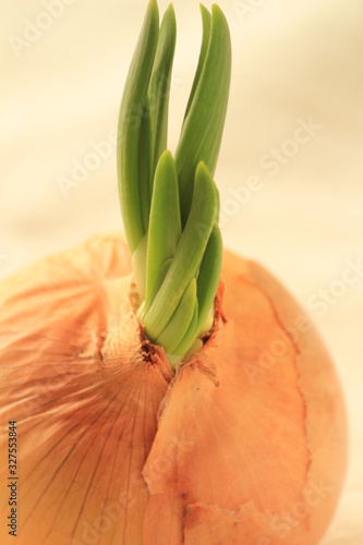 芽の出た玉ねぎ