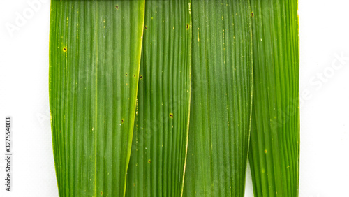 bamboo leaf green isolated close up on white background