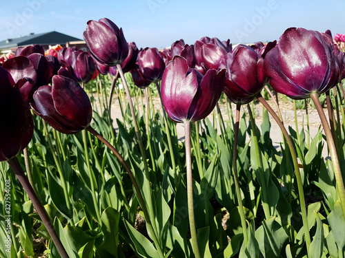 Tulipa, Blackjack, Tulpenbluete photo