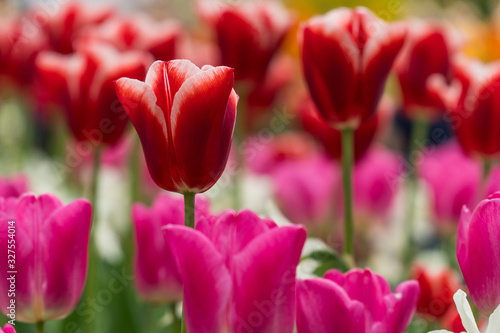 Tulips isolated. other plants in the blurred background © Anatoli