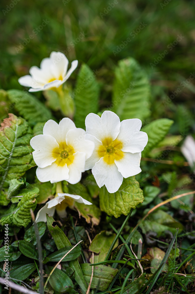 Beautiful anemones bloom in a meadow in spring sunshine Beautiful anemones bloom in a meadow in spring sunshine