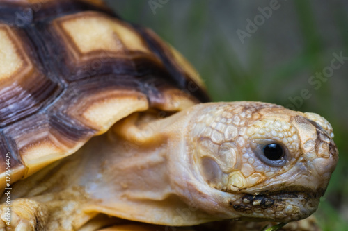 African spurred sulcata Tortoise, Geochelone sulcata Baby turtles Walking Small armature Yellow on white background