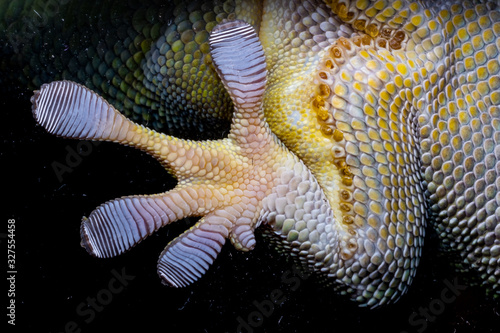Gecko animal on the night life with black background pattern Close up Gecko leg, Fototapet
