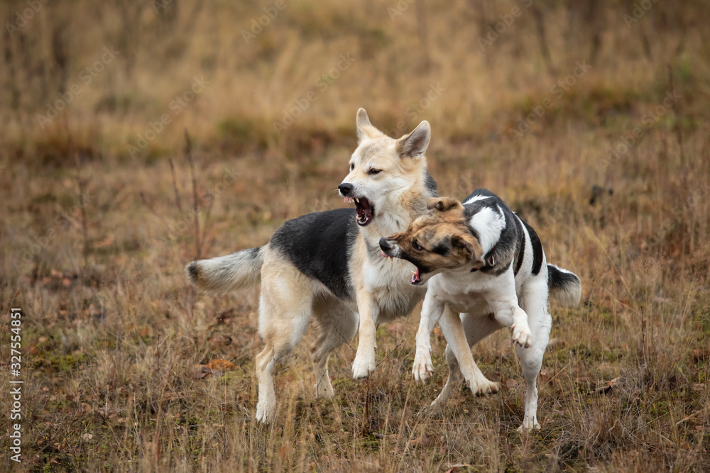 Dogs fighting in autumn field. cloudy day