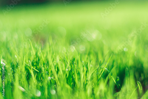 Green grass in sunny rays background.