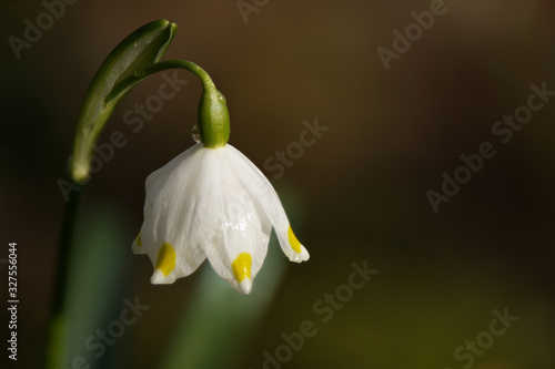 Spring snowflake flowering plant, Leucojum vernum in macro closeup with morning dew drops. Copy space for text and design.