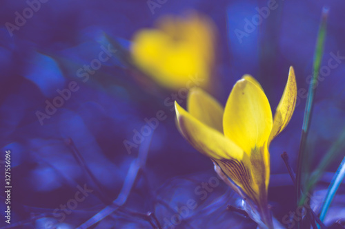 Fototapeta Naklejka Na Ścianę i Meble -  Yellow crocus flower grow in dark blue midnight garden.