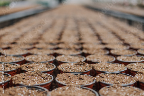 Growing seedlings in peat pots. Plants seeding in sunlight in modern botany greenhouse, horticulture and cultivation of ornamental plans, top view