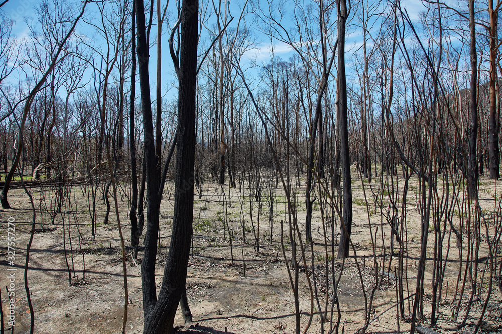 Scenes from burned bush areas in the Blue Mountains, New South Wales, Australia Scenes from burned bush areas in the Blue Mountains, New South Wales, Australia