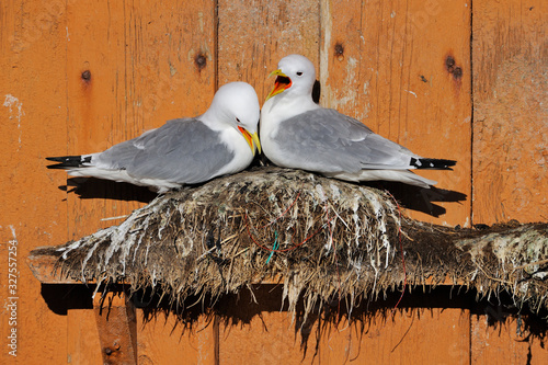 Breeding gulls photo