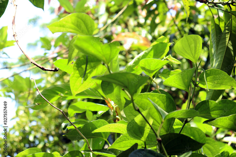 green leaves of apple tree in spring green leaves of apple tree in spring