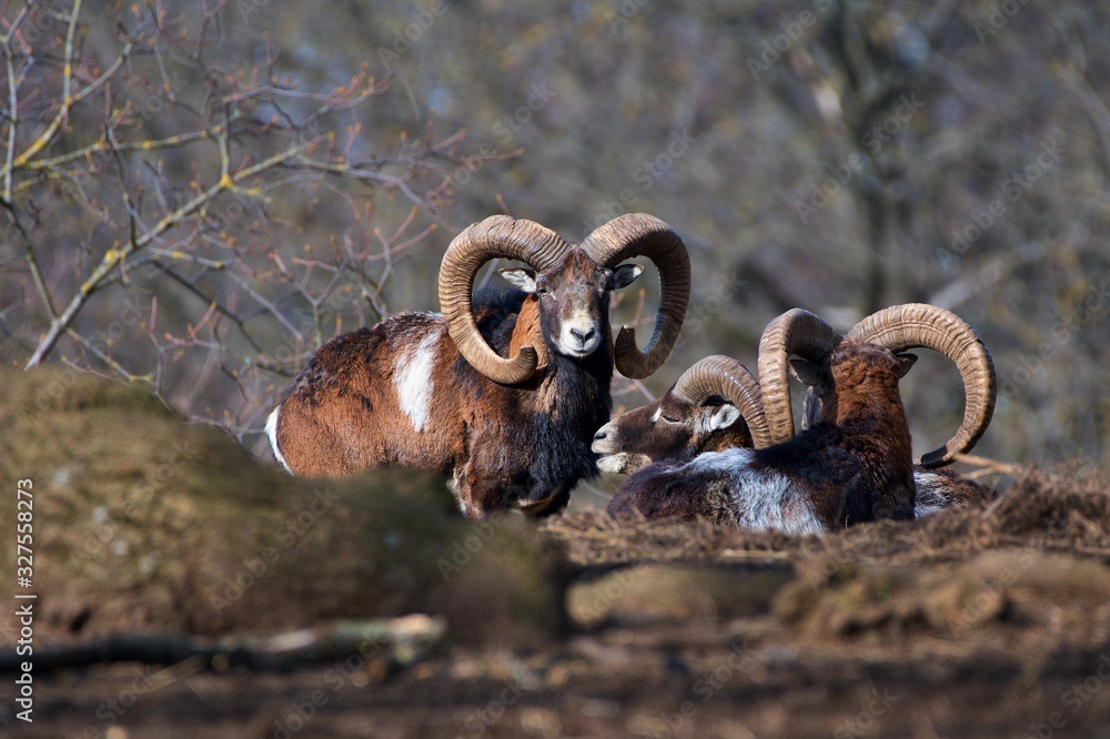 Obraz premium European mouflon Ovis aries musimon in natural environment, Carpathian forest, Slovakia, Europe