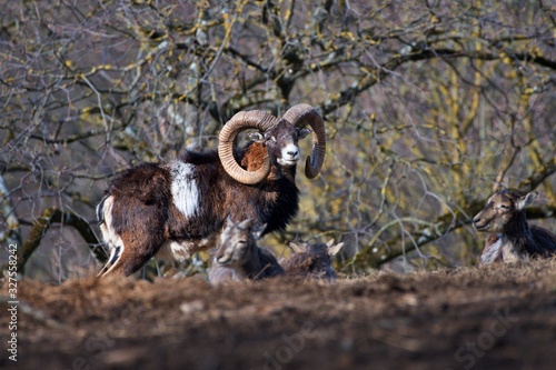 European mouflon Ovis aries musimon in natural environment, Carpathian forest, Slovakia, Europe