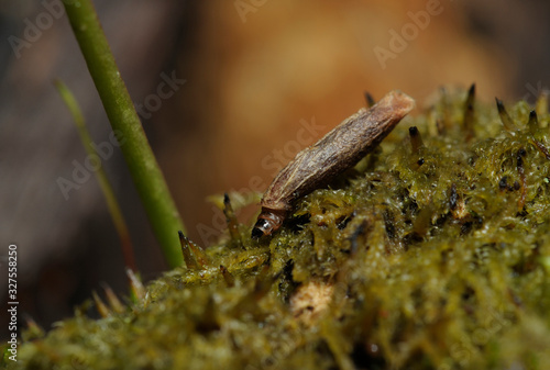 Very small larva crowling in the green moss on a red background © Yurii Zushchyk