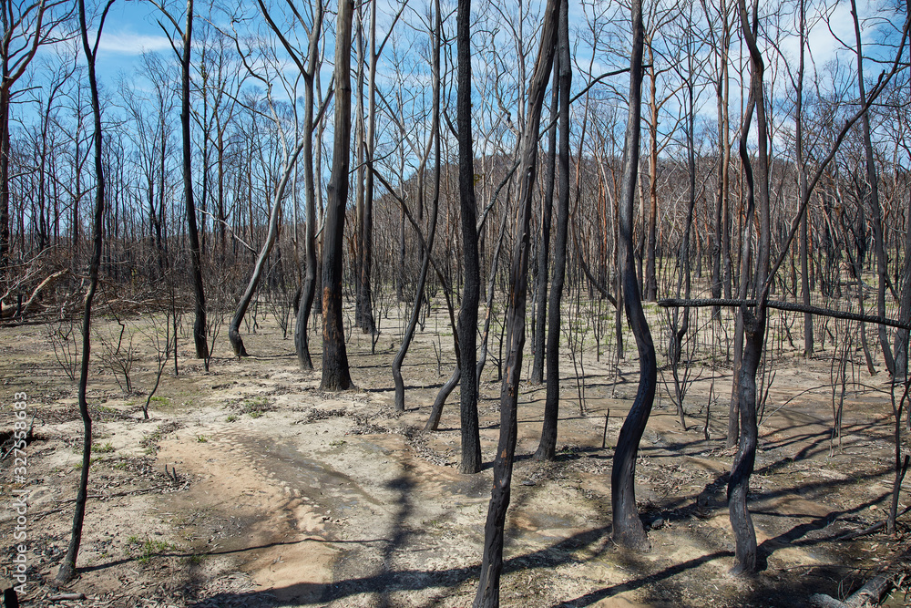 Scenes from burned bush areas in the Blue Mountains, New South Wales, Australia Scenes from burned bush areas in the Blue Mountains, New South Wales, Australia