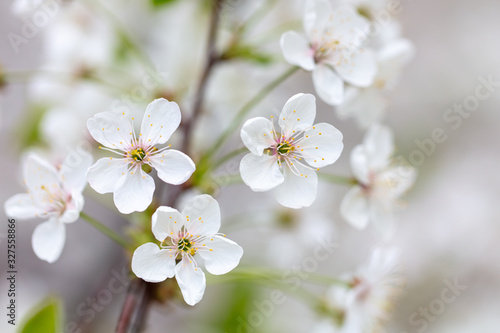 White flowers on a fruit tree on nature