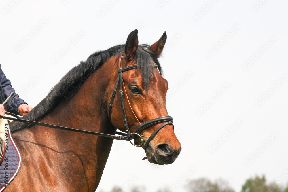 kopfportrait eines arbeitenden warmblutwallach