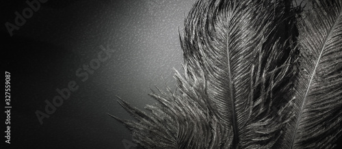 Ostrich feathers in bright spotlight. Roaring 1920s style. Black monochrome banner photo