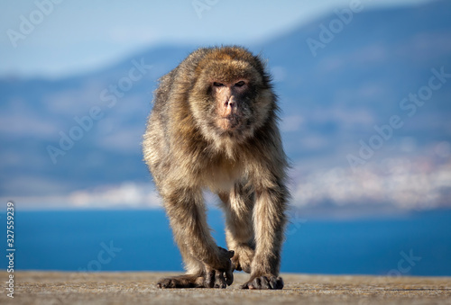 The Gibraltar Barbary macaques, considered by many to be the top tourist attraction in Gibraltar. © leighton collins