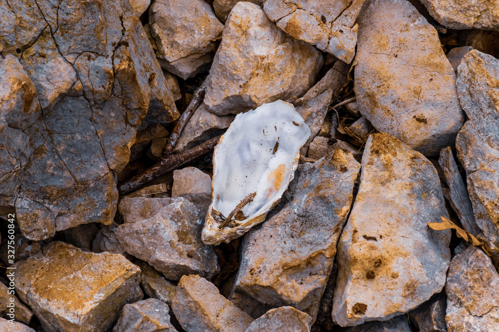 An oyster shell thrown away in the mountains lying among the stones