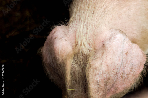 head and ears of a live pig on a dark background, top view