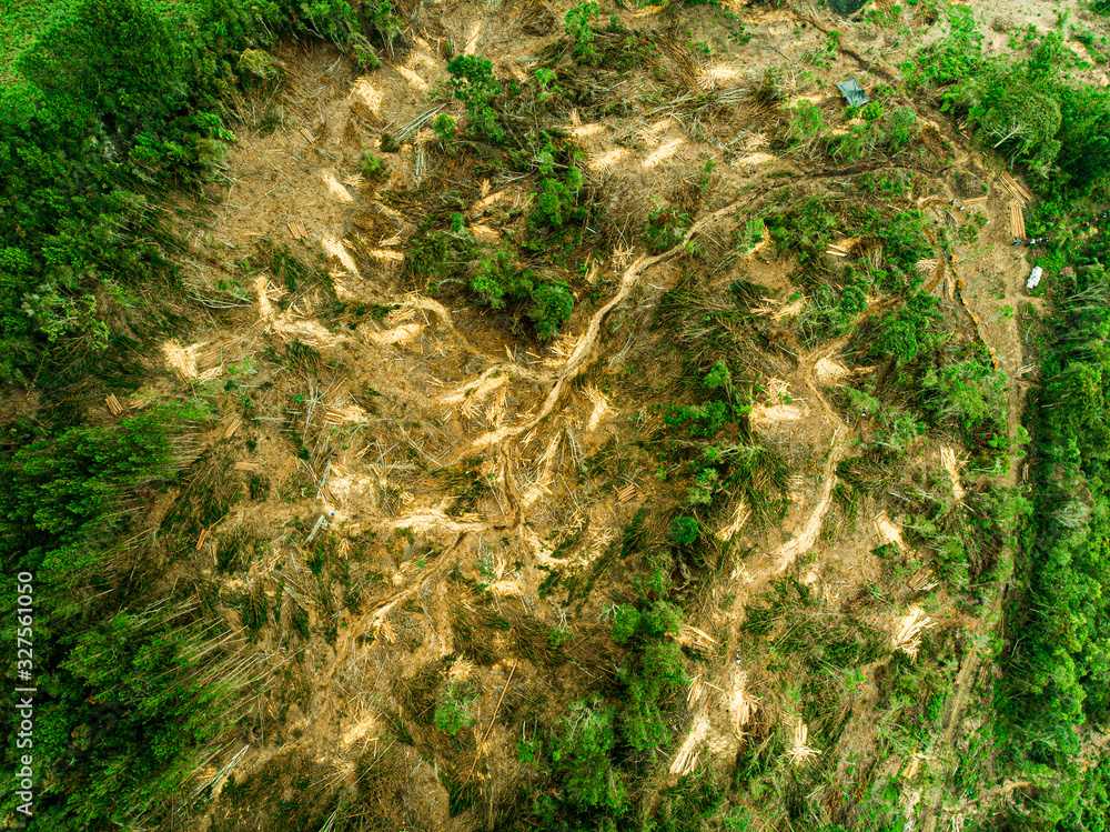 Deforestación Deforestación