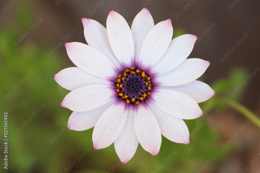 African daisy(Osteospermum) on blurred background African daisy(Osteospermum) on blurred background