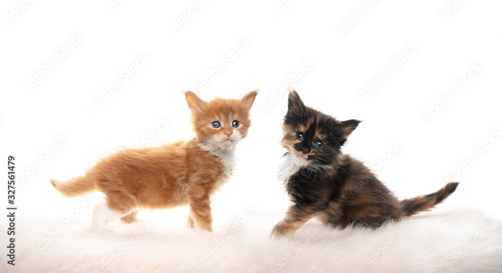 side view studio portrait of two cute 5 week old maine coon kittens standing on  fake fur isolated on white background looking at camera curiously