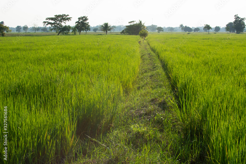 green field of rice green field of rice